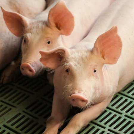 Drei Ferkel liegen auf einem grünen Boden mit Rillen darin. Man kann zwei der Ferkel komplett sehen, sie schauen in Richtung der Kamera.