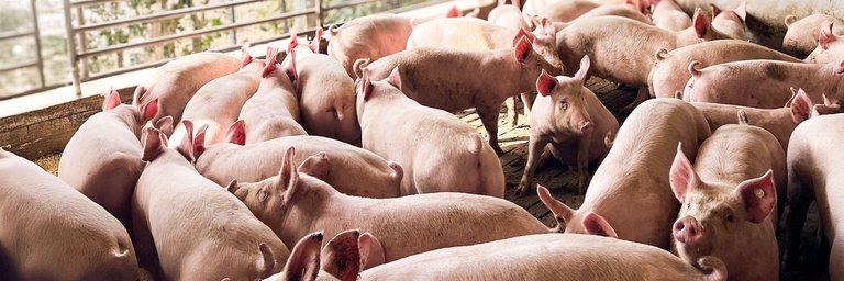 Viele Hausschweine in einem Stall. Sie stehen dicht gedrängt auf einem Holzboden. In der Mitte des Bildes sitzt eines der Schweine auf dem Boden.