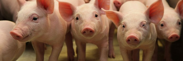 Nahaufnahme von Ferkeln in einem Stall. Im Fokus sind vier Ferkel, die in einer Reihe stehen und in Richtung der Kamera blicken. Um sie herum sind weitere Ferkel zu erkennen.