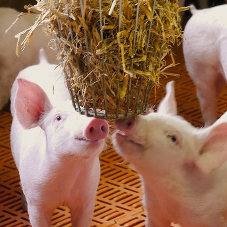Zwei Ferkel stehen unter einem aufgehängten Metallkorb, in dem sich Stroh befindet. Sie versuchen, etwas Stroh aus dem Korb zu zupfen. Im Hintergrund sind weitere Ferkel.