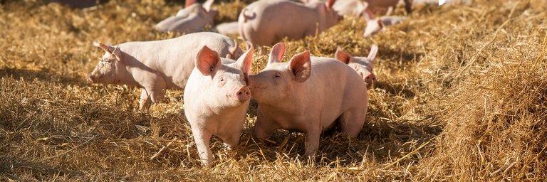Einige Schweine befinden sich gemeinsam auf einer Fläche voll mit Stroh. 
