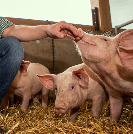 Eine Person lässt in einem Stall ein Schwein an der Hand schnuppern. Es sind mehrere Schweine auf dem Bild zu sehen. Auf dem Boden liegt Stroh.