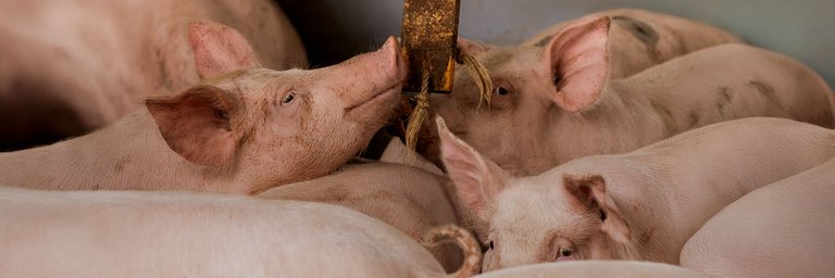 Viele Schweine in einem Stall scharen sich um ein Holzspielzeug, das herabhängt. 