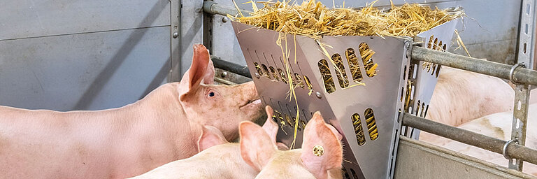 Viele Schweine in einem Stall scharen sich um ein Holzspielzeug, das herabhängt. 
