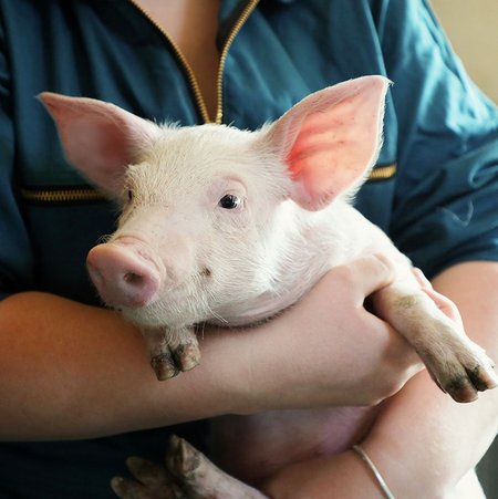 Eine Person in einer Türkisen Bluse hält ein Ferkel im Arm. Das Ferkel sieht zufrieden aus.