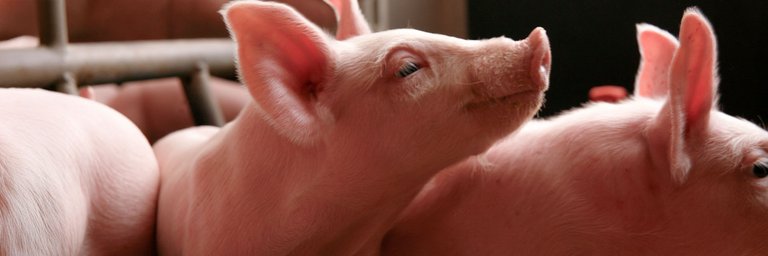 Drei Schweine sind in einem Stall. Das Schwein in der Mitte hebt neugierig den Kopf.