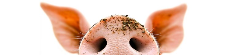 Eine Nahaufnahme vom Rüssel und den spitzen Ohren eine Schweines. Man sieht das Schwein von vorne, aber nur Rüssel und Ohren. Am Rüssel ist etwas Dreck, als hätte das Schwein gewühlt und würde neugierig nach oben schauen.
