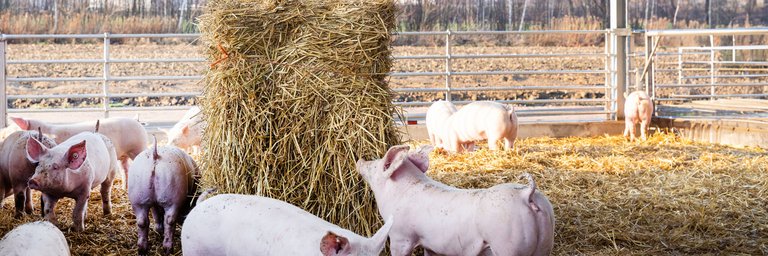 Schweine stehen hintereinander versetzt auf einem Außenstall mit Stroh.