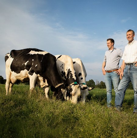 Zwei Männer in Jeans und weißen Hemden stehen auf einer Weide, wo ein paar Kühe grasen. Sie stehen dicht bei den Kühen.