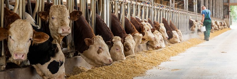 Rinder in einem Laufstall schauen in einer Reihe durch Gitter und fressen Futter, das vor ihnen auf den Boden gestreut ist. Im Hintergrund sieht man einen Landwirt, der das Futter ausstreut. 