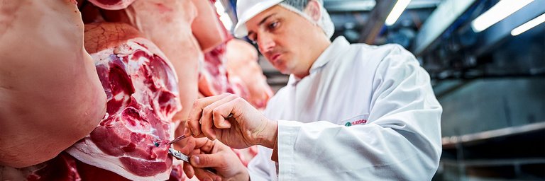 Ein Arbeiter in einem weißen Hygieneschutzanzug kontrolliert das Fleisch von einem Schweinekadaver, der an der Decke hängt.