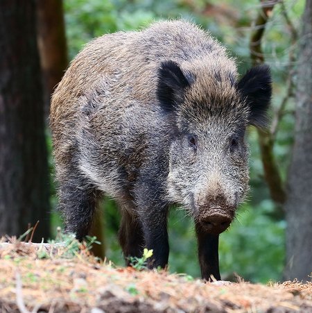 Ein Wildschwein im Wald läuft auf die Kamera zu.