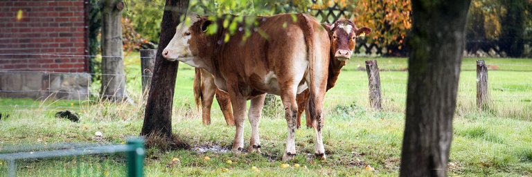 Zwei Kühe stehen auf grünem Gras unter zwei Obstbäumen. Auf dem Boden liegt herabgefallenes Obst. Am linken Bildrand sieht man einen Teil eines Gebäudes aus rotem Ziegelstein.