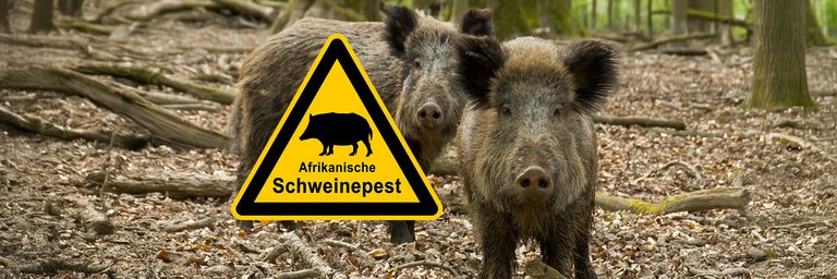 Zwei Wildschweine stehen im Wald und schauen zur Kamera. In der Mitte des Siegels ist ein gelbes Warnschild zu sehen, auf dem vor der Afrikanischen Schweinepest gewarnt wird.
