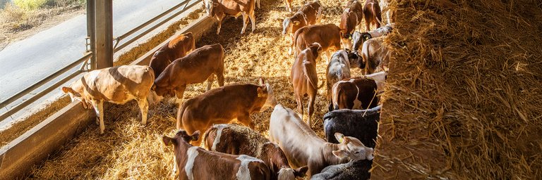 Mehrere Kühe stehen in einem Frischluftstall. Der Boden ist mit Stroh bedeckt. Zur linken Seite ist der Stall offen, nur zwei Metallstreben hindern die Kühe am Verlassen des Stalls. Sie können sich in ihrem Stallbereich frei bewegen.