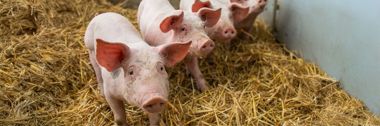 Vier kleine Ferkel stehen hintereinander versetzt auf einem Stallboden mit Stroh. Sie schauen alle in die gleiche Richtung. 
